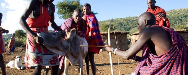 3-Day Maasai Living Safari | Authentic Kilimanjaro Experience 6