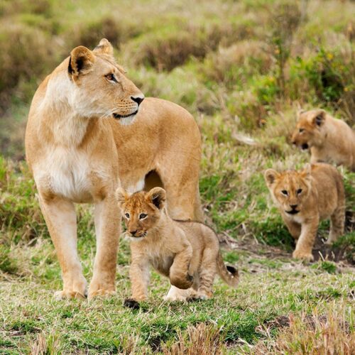 A lioness leads her cubs across grassy terrain in a savanna.