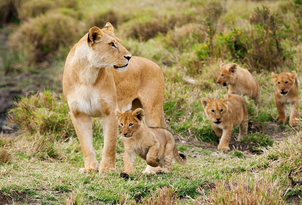 15 Days Serengeti & Zanzibar Safari Experience