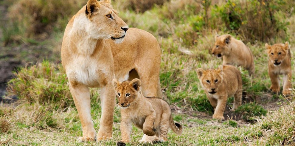 15 Days Serengeti & Zanzibar Safari Experience