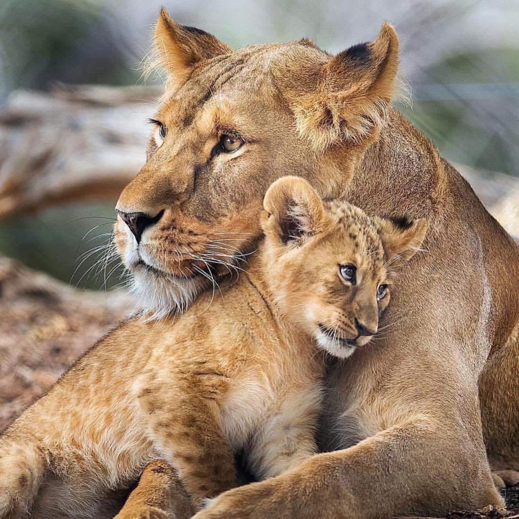 2-Day Tanzania Safari: Tarangire & Ngorongoro Crater