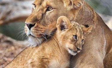 2-Day Tanzania Safari: Tarangire & Ngorongoro Crater