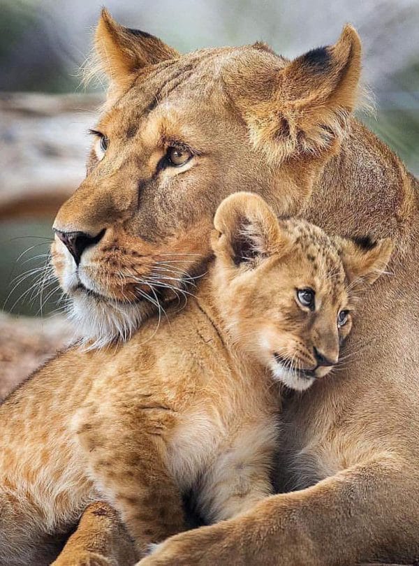 2-Day Tanzania Safari: Tarangire & Ngorongoro Crater