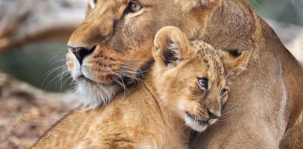 2-Day Tanzania Safari: Tarangire & Ngorongoro Crater
