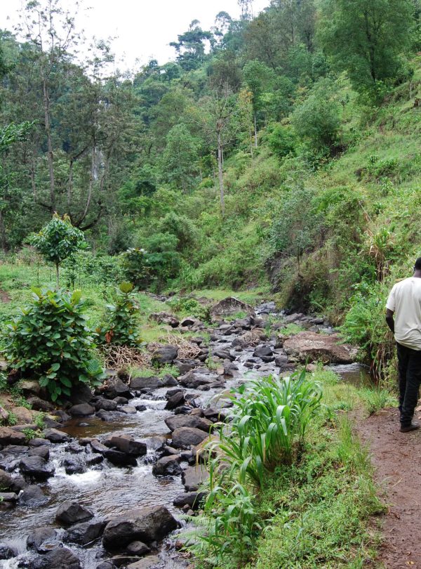 Materuni Waterfalls and Coffee Tour: A Taste of Chagga Culture with Climb Kilimanjaro and Tanzania Safaris 2