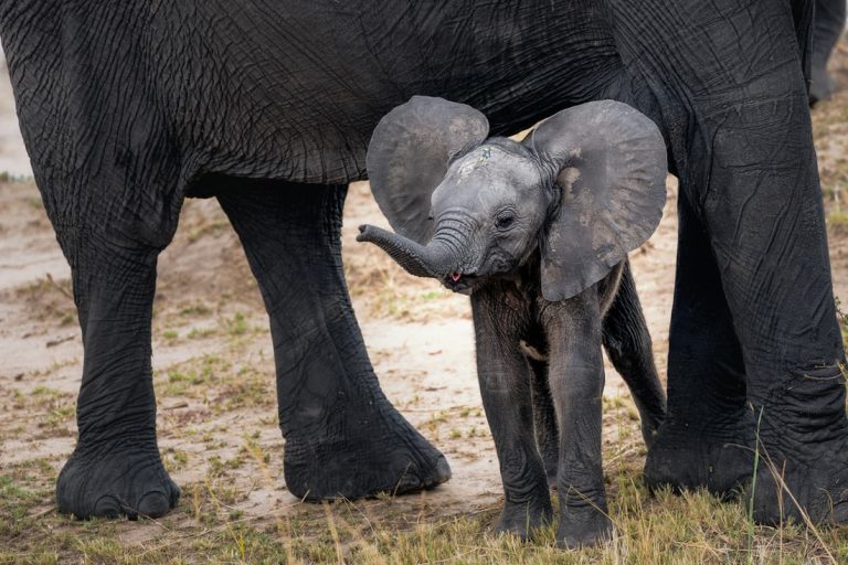 The Land of Giants: Tarangire National Park