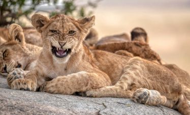 2-Day Tanzania Safari