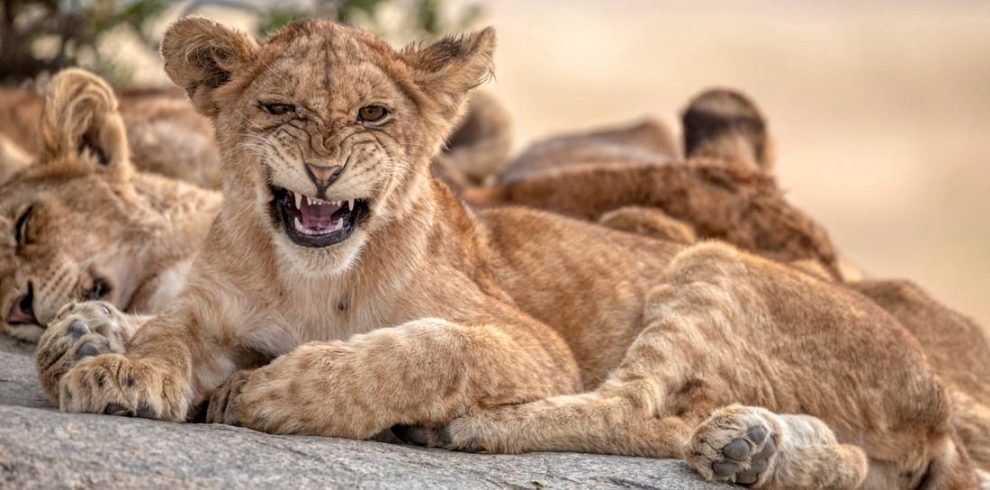 2-Day Tanzania Safari