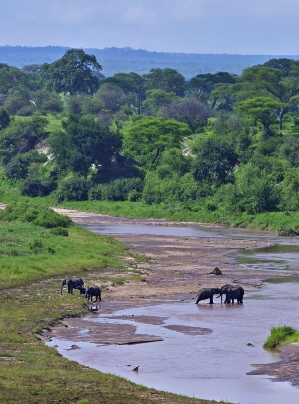 Mejores épocas para visitar Tanzania para un safari