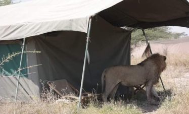 6-Day Tanzania Wild Soul Safari: Real Camping with Climb Kilimanjaro and Tanzania Safaris 1