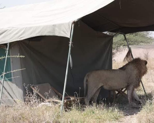6-Day Tanzania Wild Soul Safari: Real Camping with Climb Kilimanjaro and Tanzania Safaris 1