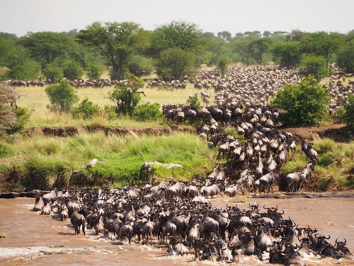 6-Day Tarangire & Serengeti Safari from Moshi | 2026 Elite