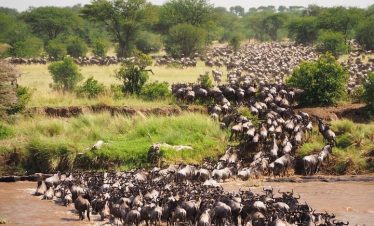 6-Day North Serengeti Migration & Balloon Safari | 2026 Elite g