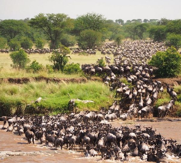 6-Day North Serengeti Migration & Balloon Safari | 2026 Elite g