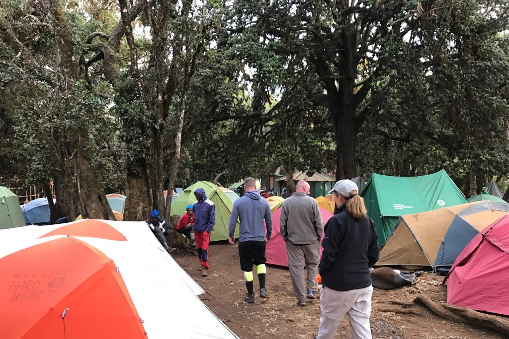 Lemosho 8-Day Trek: The Ultimate Path to Uhuru Peak Success 3 5