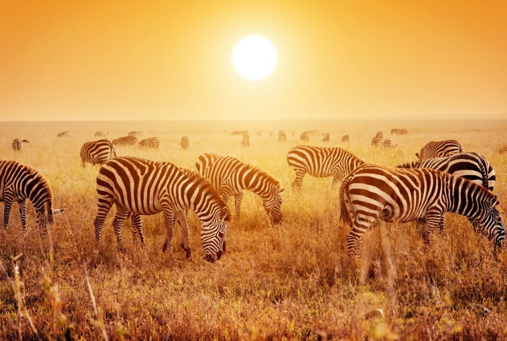 6-Day Tarangire & Serengeti Safari from Moshi | 2026 Elite