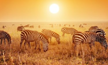 6-Day Tarangire & Serengeti Safari from Moshi | 2026 Elite