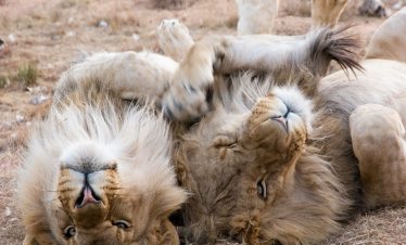 6-Day Tarangire & Serengeti Safari from Moshi | 2026 Elite lion