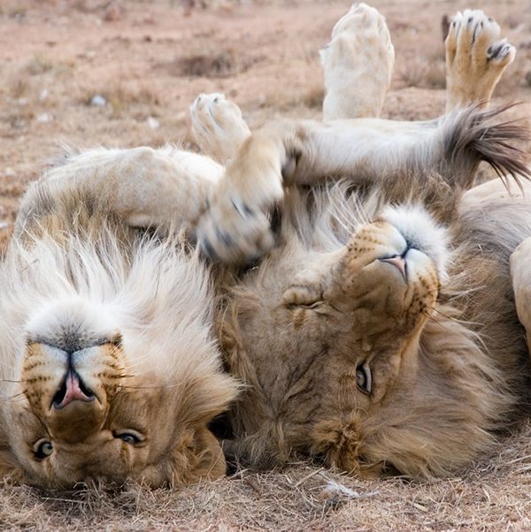 6-Day Tarangire & Serengeti Safari from Moshi | 2026 Elite lion
