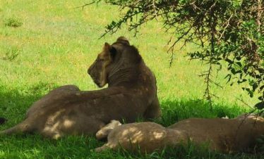 6-Day Tanzania Wild Soul Safari: Real Camping with Climb Kilimanjaro and Tanzania Safaris lion