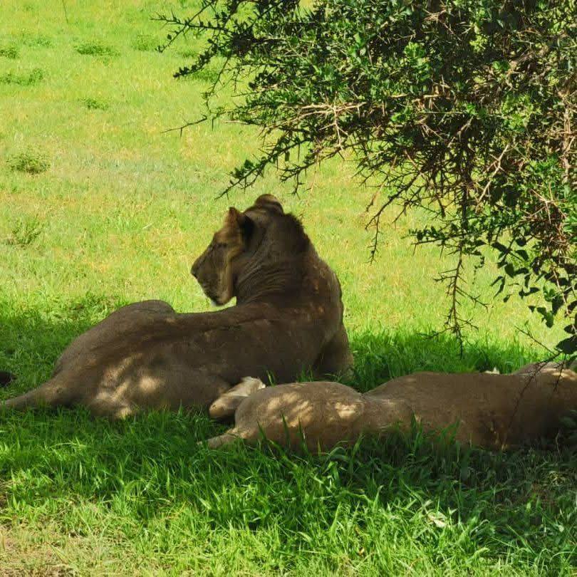 6-Day Tanzania Wild Soul Safari: Real Camping with Climb Kilimanjaro and Tanzania Safaris lion