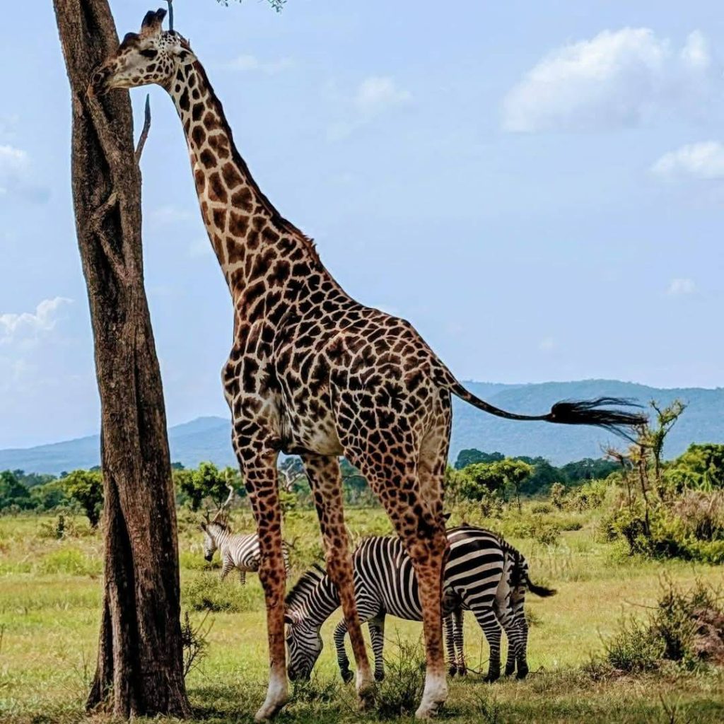 6-Day Tanzania Wild Soul Safari: Real Camping with Climb Kilimanjaro and Tanzania Safaris 4