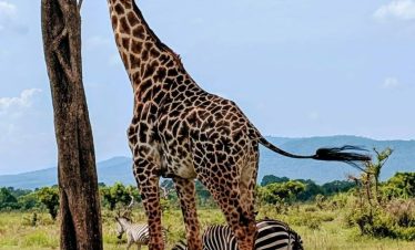 6-Day Tanzania Wild Soul Safari: Real Camping with Climb Kilimanjaro and Tanzania Safaris 4