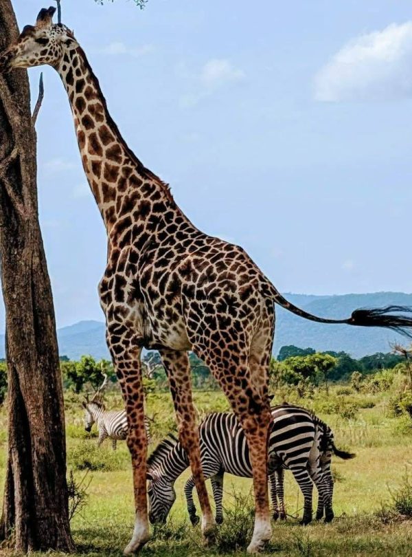 Safari "Tanzania Wild Soul" de 6 días: Acampada real con ascenso al Kilimanjaro y safari por Tanzania 4