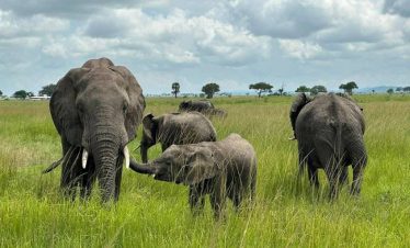 Grey giant elephants in green savanna grass at Tarangire National Park under an overcast sky, capturing the spirit of Tanzania safari days.