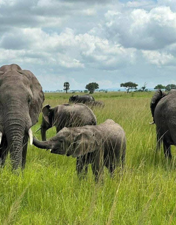 Grey giant elephants in green savanna grass at Tarangire National Park under an overcast sky, capturing the spirit of Tanzania safari days.