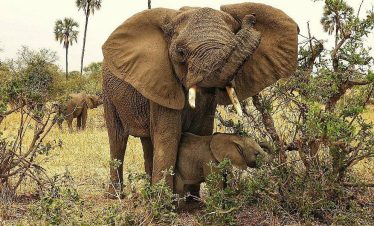 塔兰吉雷巨象野生动物园之旅，由Climb Kilimanjaro and Tanzania Safaris提供