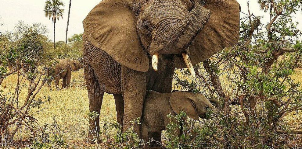 塔兰吉雷巨象野生动物园之旅，由Climb Kilimanjaro and Tanzania Safaris提供