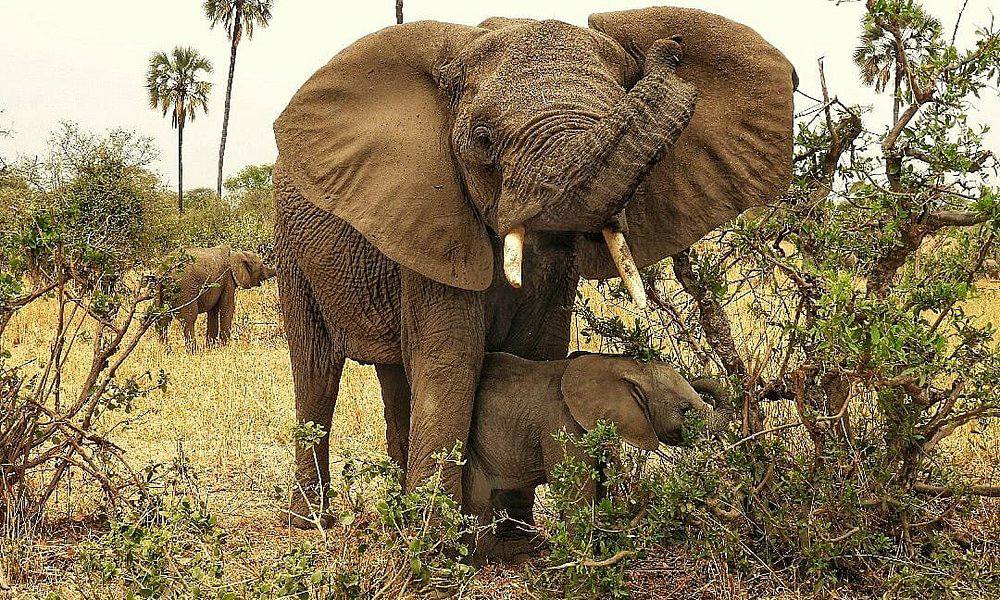 塔兰吉雷巨象野生动物园之旅，由Climb Kilimanjaro and Tanzania Safaris提供
