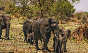 6-Day Tanzania Wild Soul Safari: Real Camping with Climb Kilimanjaro and Tanzania Safaris 3