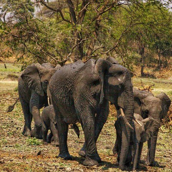 6-Day Tanzania Wild Soul Safari: Real Camping with Climb Kilimanjaro and Tanzania Safaris 3