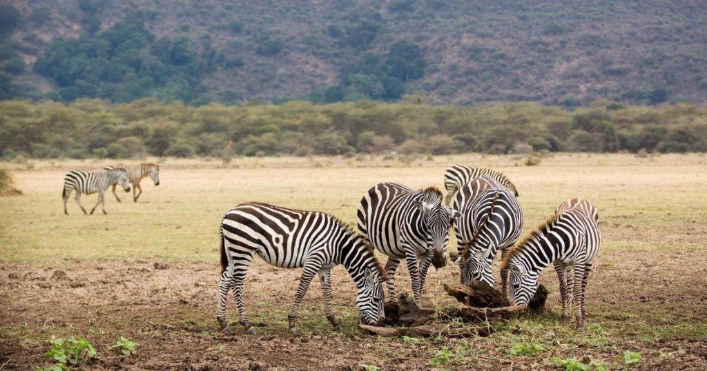 Zebras with black-and-white stripes graze on a dry savannah near Lake Manyara in Tanzania, with distant hills and sparse trees creating a vast wildlife scene.