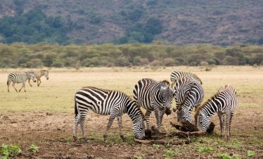 Zebras with black-and-white stripes graze on a dry savannah near Lake Manyara in Tanzania, with distant hills and sparse trees creating a vast wildlife scene.
