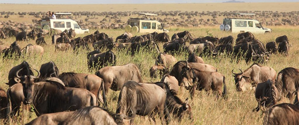 6-Day North Serengeti Migration & Balloon Safari | 2026 Elite d