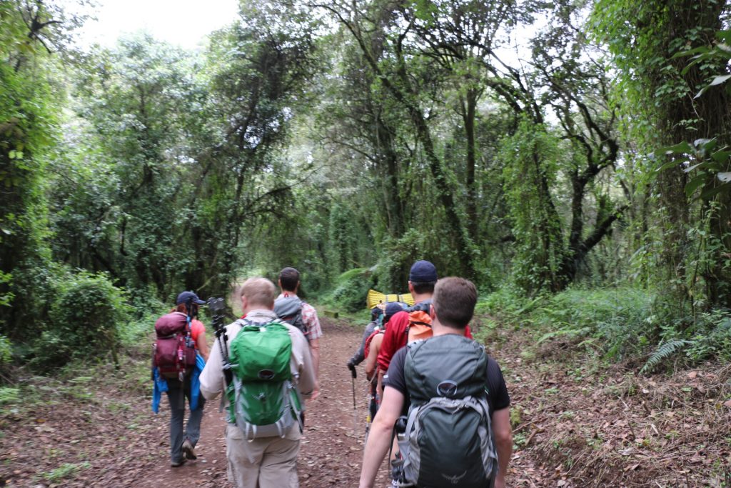 A group of hikers with colorful backpacks trek along a leafy forest trail under a dense green canopy, sunlight filtering through vines creating a vibrant nature scene.