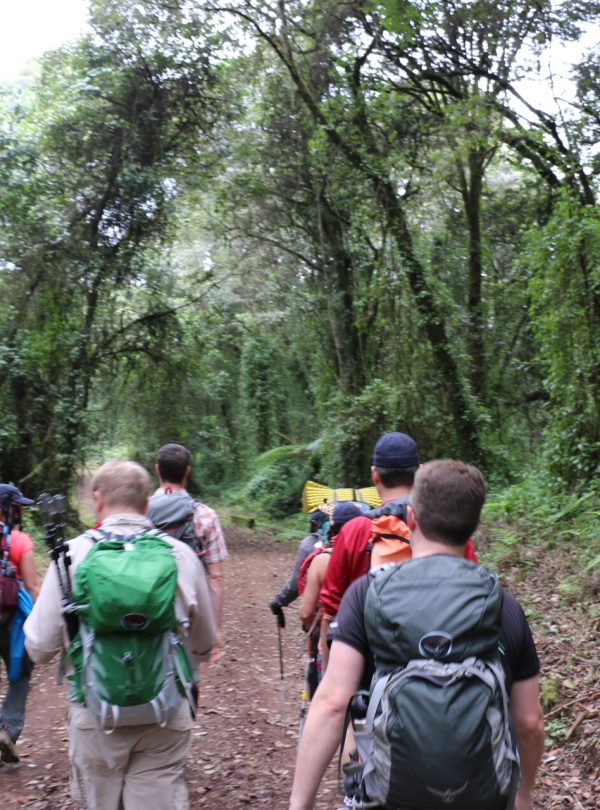 A group of hikers with colorful backpacks trek along a leafy forest trail under a dense green canopy, sunlight filtering through vines creating a vibrant nature scene.