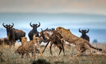 6-Day North Serengeti Migration & Balloon Safari | 2026 Elite b