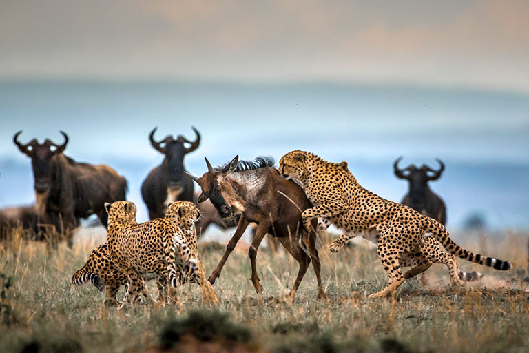 6-Day North Serengeti Migration & Balloon Safari | 2026 Elite b
