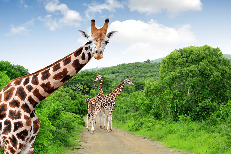 6-Day Tanzania Wild Soul Safari: Real Camping with Climb Kilimanjaro and Tanzania Safaris in Tarangire