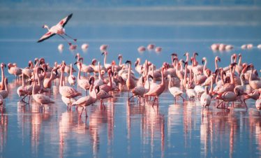 A large flock of pink flamingos wades in a tranquil blue shallow lake at Lake Manyara National Park, Tanzania, with a flamingo lifting off in flight above the group.