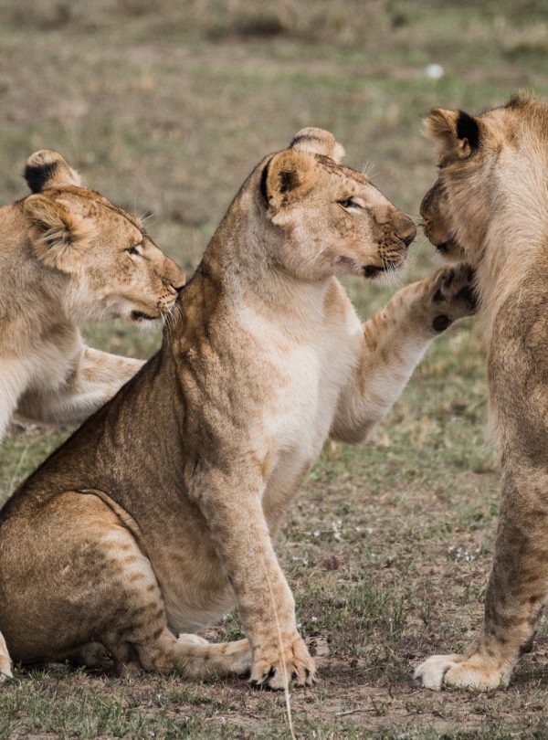 Tanzania Safaris