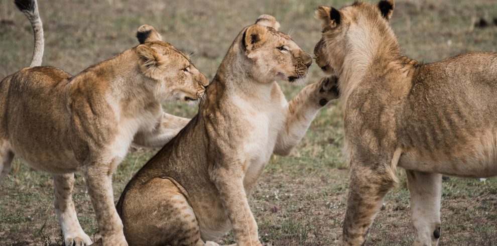 Tanzania Safaris