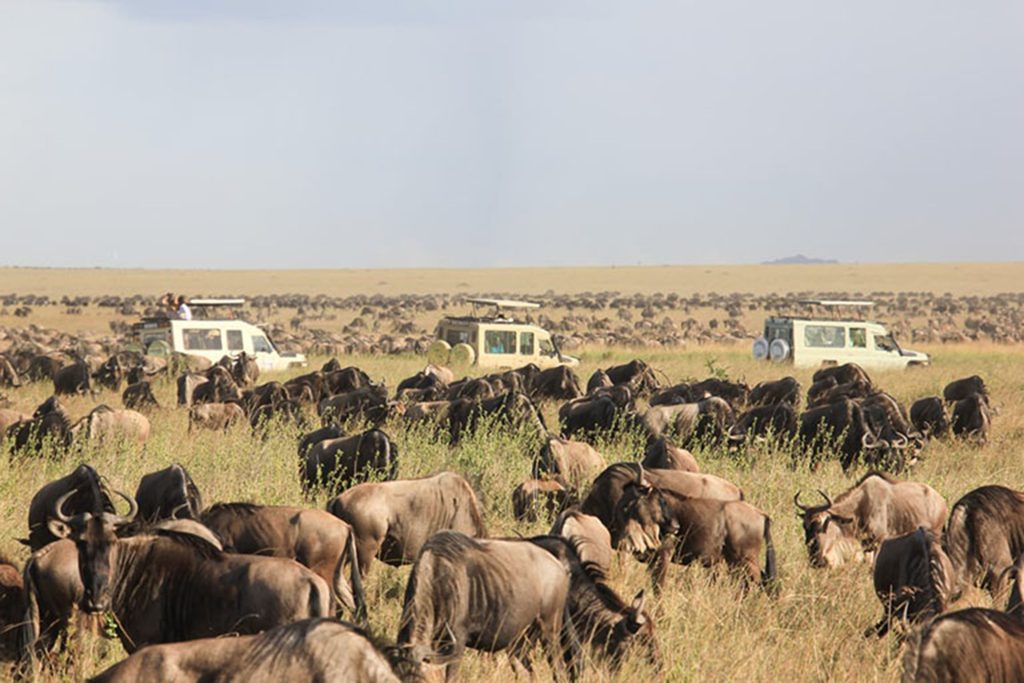 6-Day North Serengeti Migration & Balloon Safari | 2026 Elite a