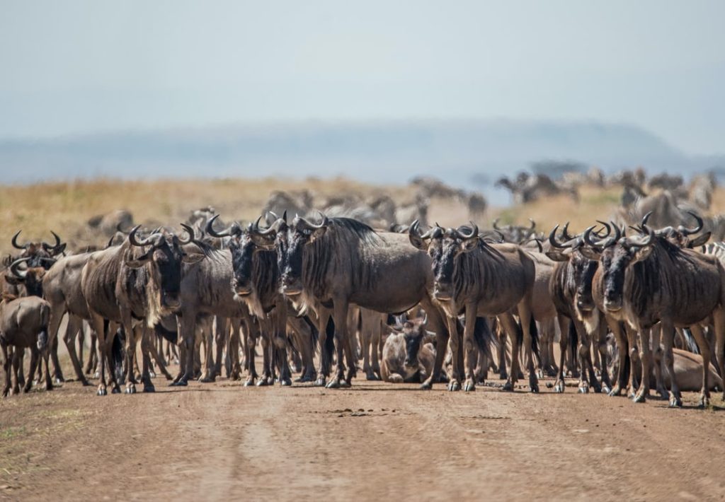 6-Day North Serengeti Migration & Balloon Safari | 2026 Elite h