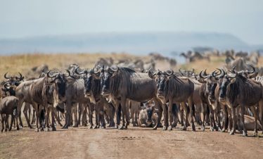 6-Day North Serengeti Migration & Balloon Safari | 2026 Elite h