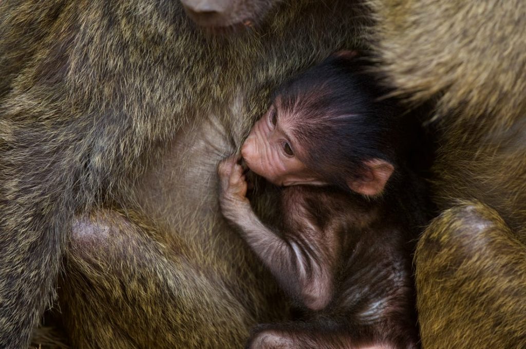 Close-up of a young macaque with brown fur nestled among adult monkeys, showcasing the infant gripping its mother amid dense, warm-toned fur.